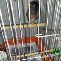 مرغ مینا سخنگو