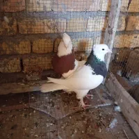 طوقی جفت