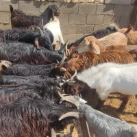 کهره نر فروشی چاق|حیوانات مزرعه|شیراز, شهرک ترکان|دیوار