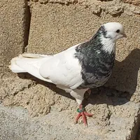 کبوتر طوقی|پرنده|امیدیه, |دیوار