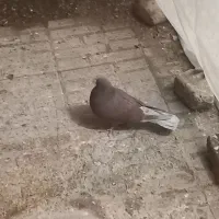 کفترغریبگیری