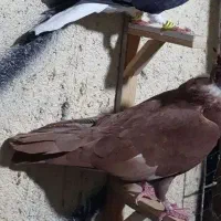 کفترنواری سینه کرباتی|پرنده|مشهد, شهرک مهرگان|دیوار