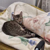 گربه نر ۴ ماهه گمشده با علامت خاص|حیوانات|کرمانشاه, |دیوار