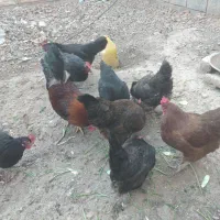 مرغ تخمگذار  جوان