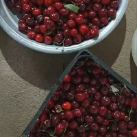 گیلاس