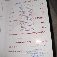 بچه گربه دوماه پرشین شیرین بازی گوش|گربه|تهران, نیروی هوایی (پیروزی)|دیوار