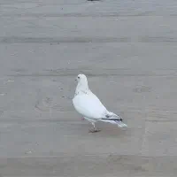 زاغ و سار دس پر سیاه آلمانی|پرنده|مشهد, امیریه|دیوار