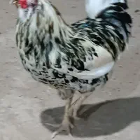 مرغ و خروس گلین|حیوانات مزرعه|اهواز, کوی ابوالفضل|دیوار