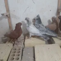 جوجه کلاغ رسمی با دم سفید|پرنده|مشهد, شهرک صنعتی توس|دیوار