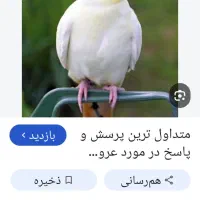 گم شده