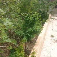 600-متر-باغ-ویلا