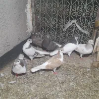 کبوتر