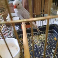 طوطی ملنگوی طوسی|پرنده|بروجرد, |دیوار