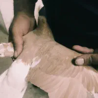 زرد دم سفید ماده|پرنده|عطاملک, |دیوار