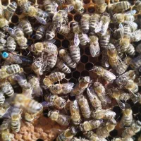 ملکه زنبور عسل کارنیکا