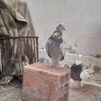 کبوتر طوقی و پرشی