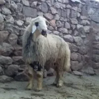 قوچ ورن گوسفند