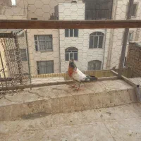 کفتر ۸تا جوجه کهنه گرفتنی معاوضه با عروس  شهرری|پرنده|ری, حمزه‌آباد|دیوار