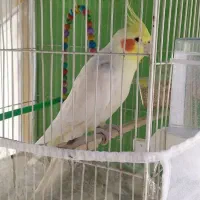 عروس هلندی لوتینو نره