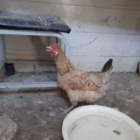 مرغ تخمگذار مخلی اصل|حیوانات مزرعه|شیراز, شاهجیان|دیوار