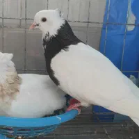 فروش چند جفت طوقی کرمانشاهی اصیل و  جوجه های جوانه