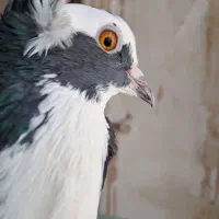 ۳ تاش ۷۰۰ هزار