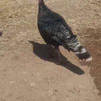 بوقلمون نر