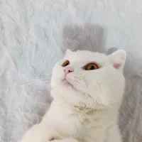 گربه نر اسکاتیش