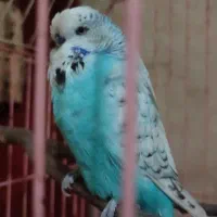 مرغ عشق انگلیسی|پرنده|مشهد, سناباد|دیوار