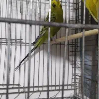 مرغ عشق نر انگلیسی