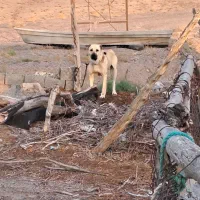 ۴ عدد سگ گله