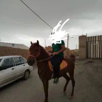 اسب نریان نژاد کرد ۴ سال