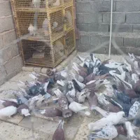 ۲۰۰تا کفتر بیشتر سرخ