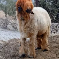 ی عدد کوه قوچ روزگاری میش رون|حیوانات مزرعه|ایذه, |دیوار