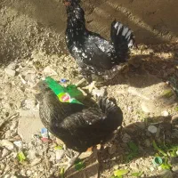 مرغ گلین پابر ریشی معاوضه با غاز