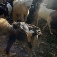 بز  با بز غاله|حیوانات مزرعه|جلین, |دیوار