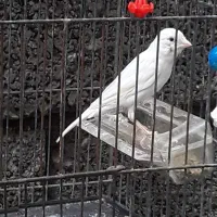 قناری نر سفید بلند....|پرنده|آمل, |دیوار