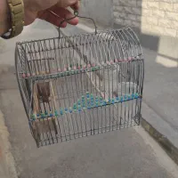 قفس سهره|لوازم جانبی حیوانات|شیراز, سینما سعدی|دیوار