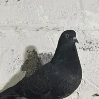 کبوتر پرشی بالغ|پرنده|قائم‌شهر, |دیوار