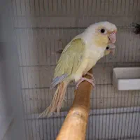 مونچیک