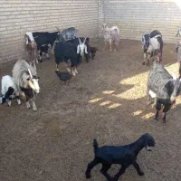 بز کهردار‌۴۰‌رس