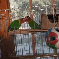 طوطی برزیلی ماده یک عدد ۶۰۰تومن
