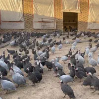 فروش جوجه مرغ شاخدار|حیوانات مزرعه|یزد, |دیوار
