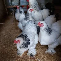 تخم مرغ نطفه دار ویاندوت و برهما