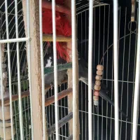 عروس هلندی|پرنده|رشت, احمد گوراب|دیوار