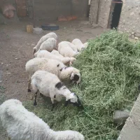 گوسفند میش آبستن جوان