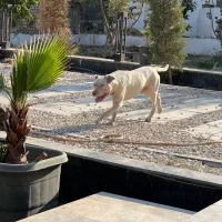 پیتبول فقط جهت کشش|سگ|شهریار, ابراهیمآباد|دیوار