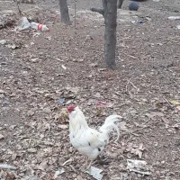 مرغ و خروس بوقلمون