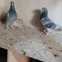 دو عدد ماده مسافتی|پرنده|پردیس, سیاه سنگ|دیوار