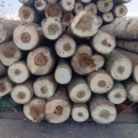 خرید فروش انواع چوب بانازل نرین قیمت